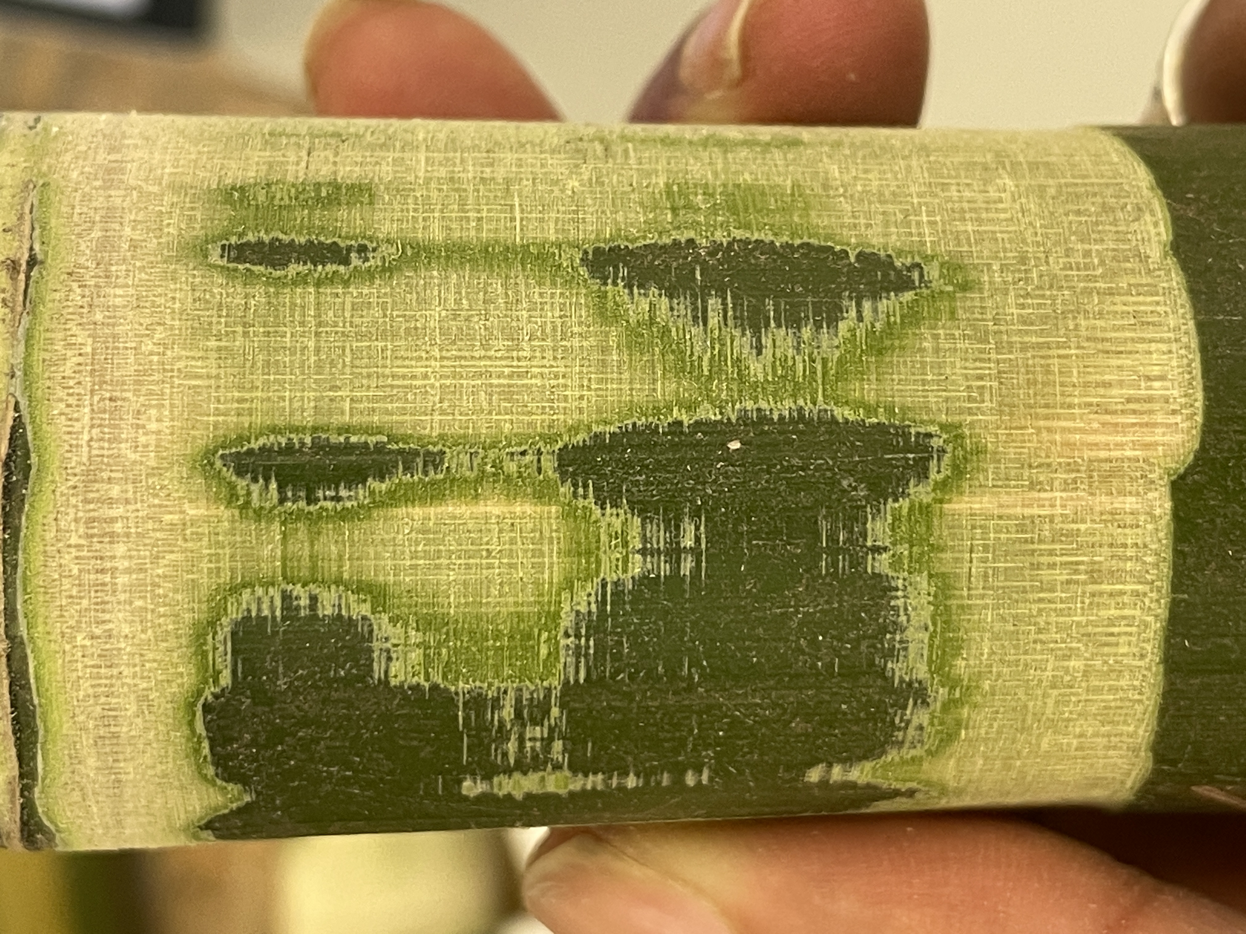 Bamboo 2